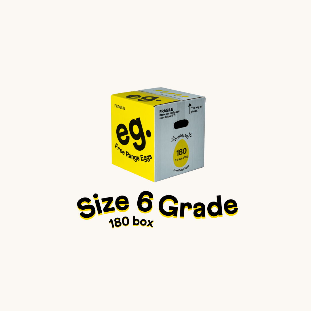 Size 6 x180 Box